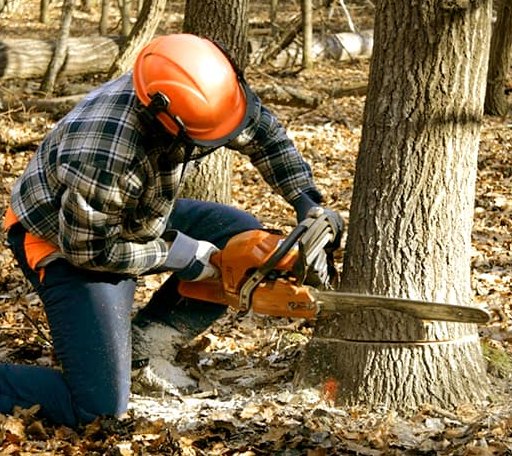 Tree Removal in Pinecrest, CA